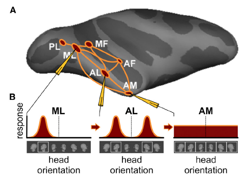 (A) Side view of computer-inflated macaque cortex with six areas of faceselectivecortex (red) in the temporal lobe together with connectivity graph (orange). Face areas are named based on their anatomical location: AF, anterior fundus; AL, anterior lateral; AM, anterior medial; MF, middle fundus; ML; middle lateral; PL, posterior lateral, and have been found to be directly connected to each other to form a face-processing network [12]. Recordings from three face areas, ML, AL, and AM, during presentations of faces at different head orientations revealed qualitatively different tuning properties, schematized in (B). (B) Prototypical ML neurons are tuned to head orientation, e.g., as shown, a left profile. A prototypical neuron in AL, when tuned to one profile view, is tuned to the mirror-symmetric profile view as well. And a typical neuron in AM is only weakly tuned to head orientation. Because of this increasing invariance to indepth rotation, increasing invariance to size and position (not shown), and increased average response latencies from ML to AL to AM, it is thought that the main AL properties, including mirror-symmetry, have to be understood as transformations of ML representations and the main AM properties as transformations of AL representations. Source Leibo et al. 2017