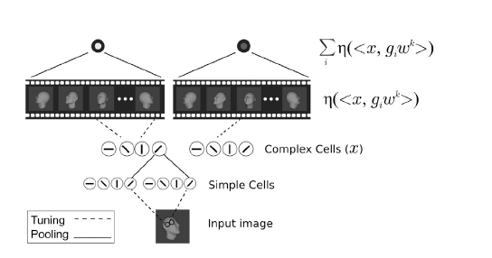 In the PCA model, the V1-like encoding is projected onto templates $w^{k}_{{i}}$ describing the $i_{th}$ PC of the $k_{th}$ template face’s transformation video. The pooling in the final layer is then over all of the PCs derived from the same identity. That is, it is computed as $\mu^k=\sum_i \eta\left(\left\langle x, w_i^k\right\rangle\right)$. In both the view-based and PCA models, units in the output layer pool over all of the units in the previous layer, corresponding to projections onto the same template individual’s views (view-based model) or PCs (PCA model). Source: Leibo et al.