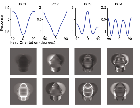 Mirror-symmetric orientation tuning of the raw pixels-based model. hxq;wii2 is shown as a function of the orientation of xq. Here, each curve represents a different PC. Below are shown the PCs wki visualized as images. They are either symmetric (even) or antisymmetric (odd) about the vertical midline. Source: Leibo et al.